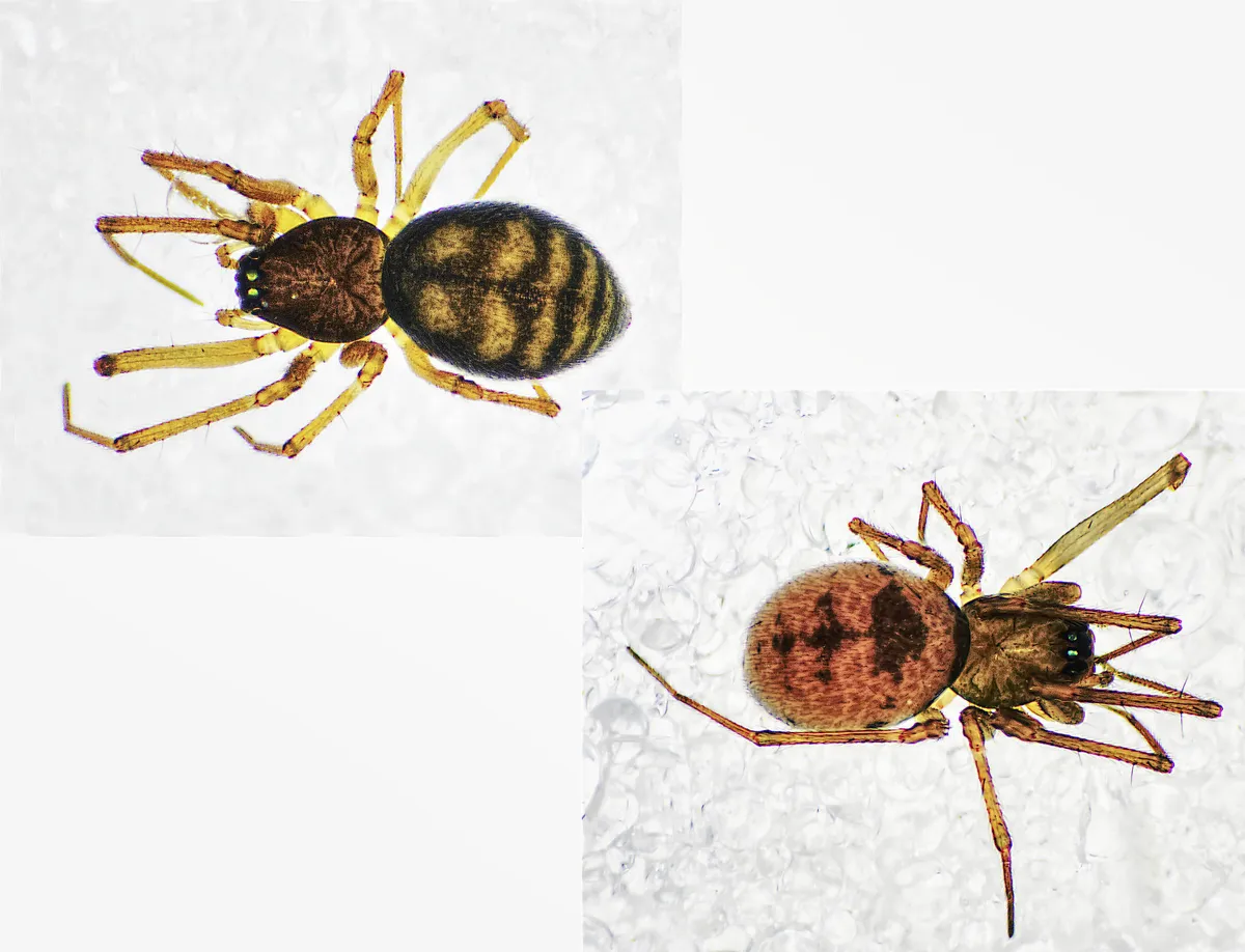 Araña Tejedora de Hojas Grácil