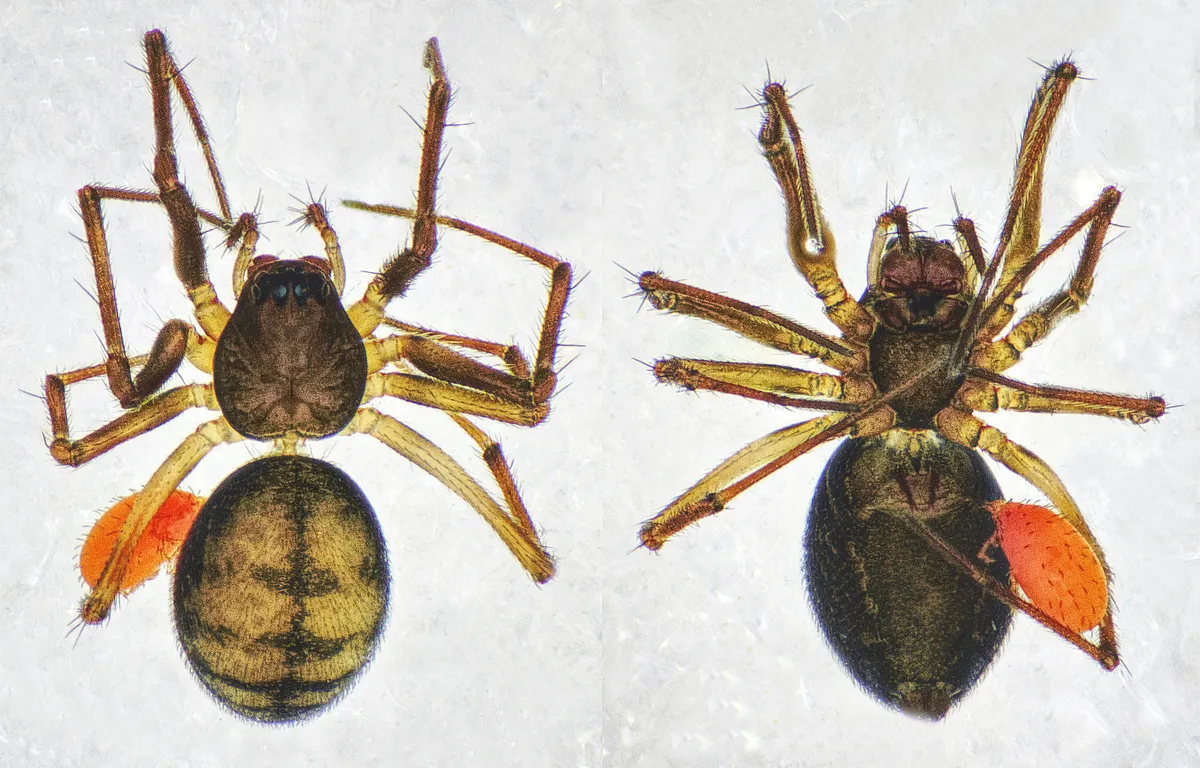 Araña Tejedora de Hojas Grácil