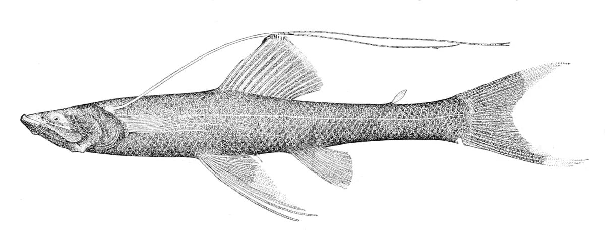 Bathypterois atricolor