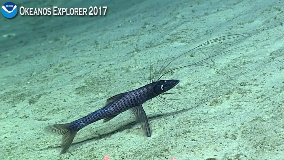 Attenuated Spider Fish