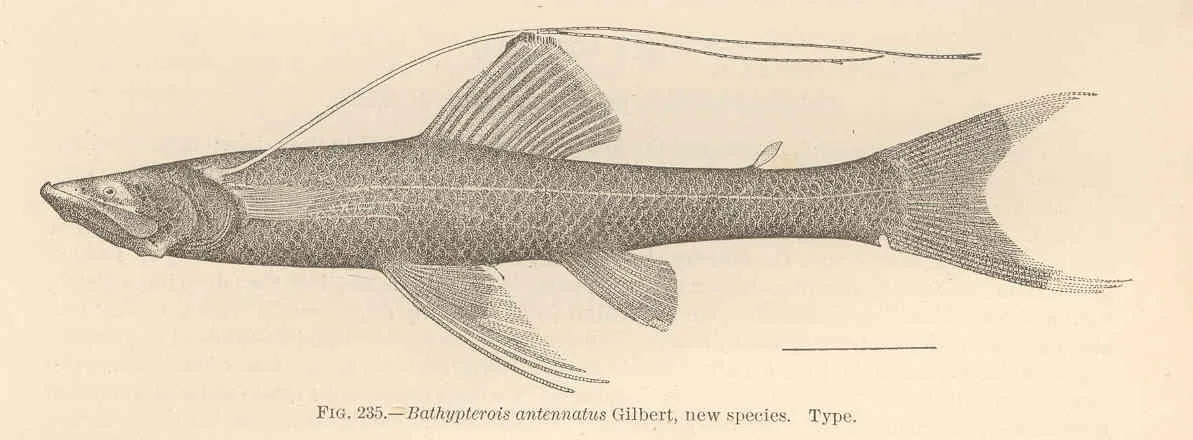 Attenuated Spider Fish