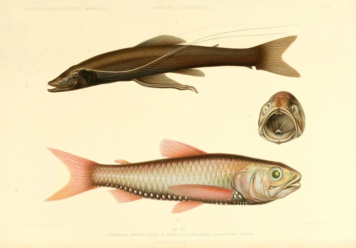 Attenuated Spider Fish