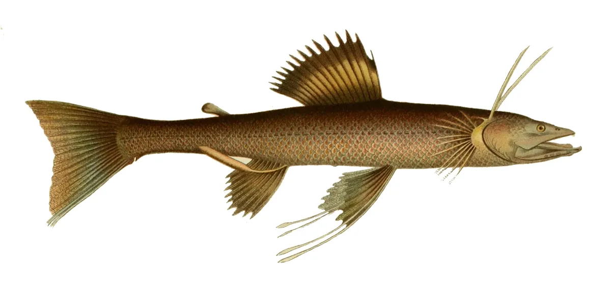 Mediterranean Spiderfish