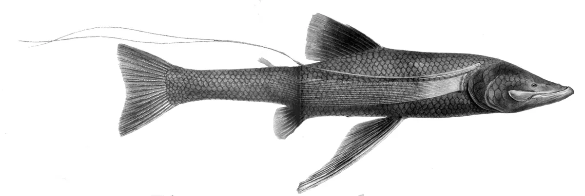 Bighanded Feelerfish