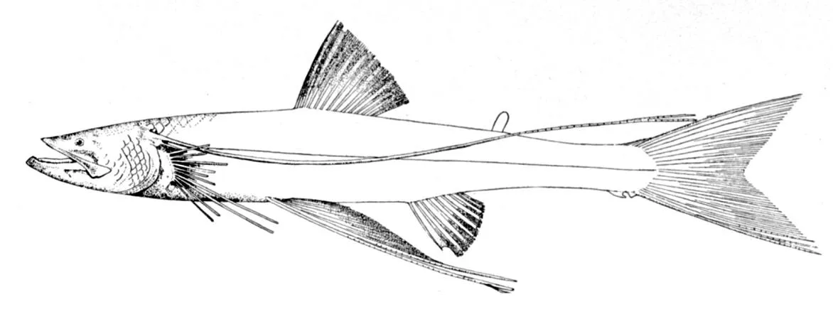 Bathypterois phenax