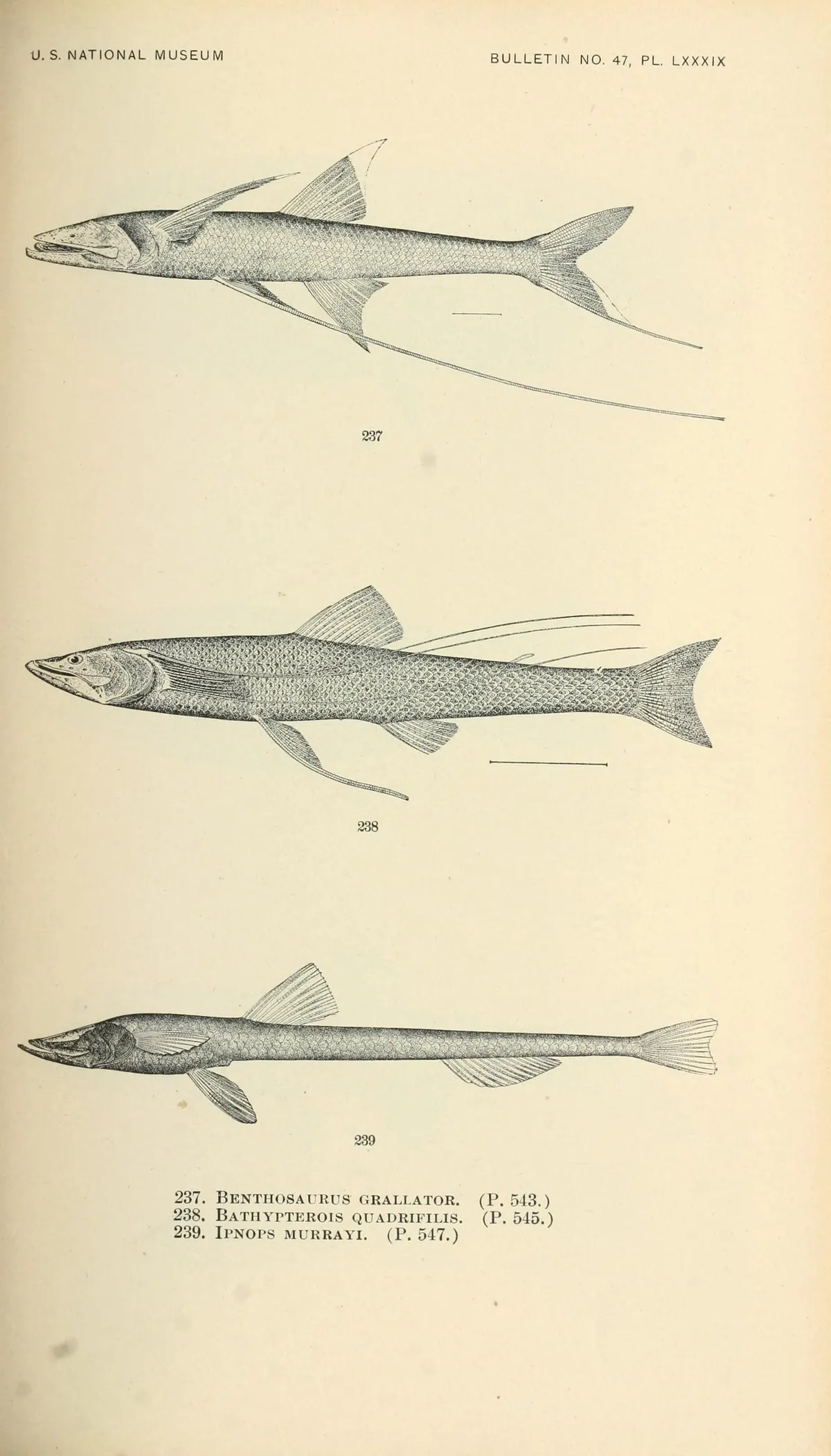 Four-legged Tripod Fish