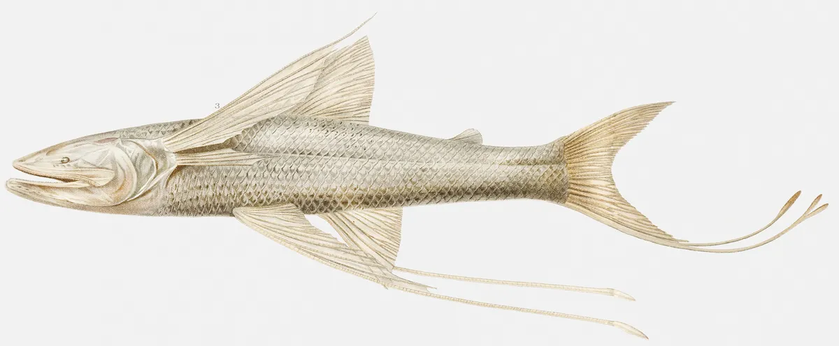 Bathypterois viridensis