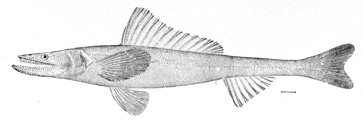 Deep-sea Lizardfish