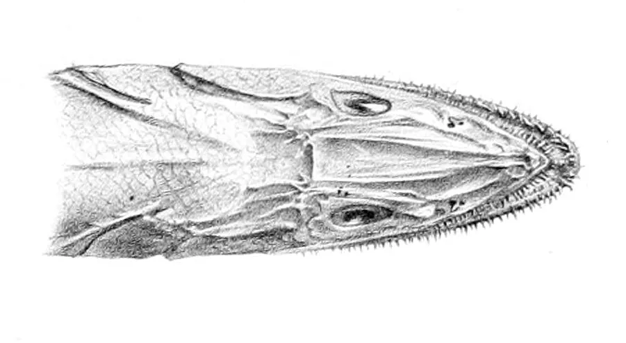 Deep-sea Lizardfish