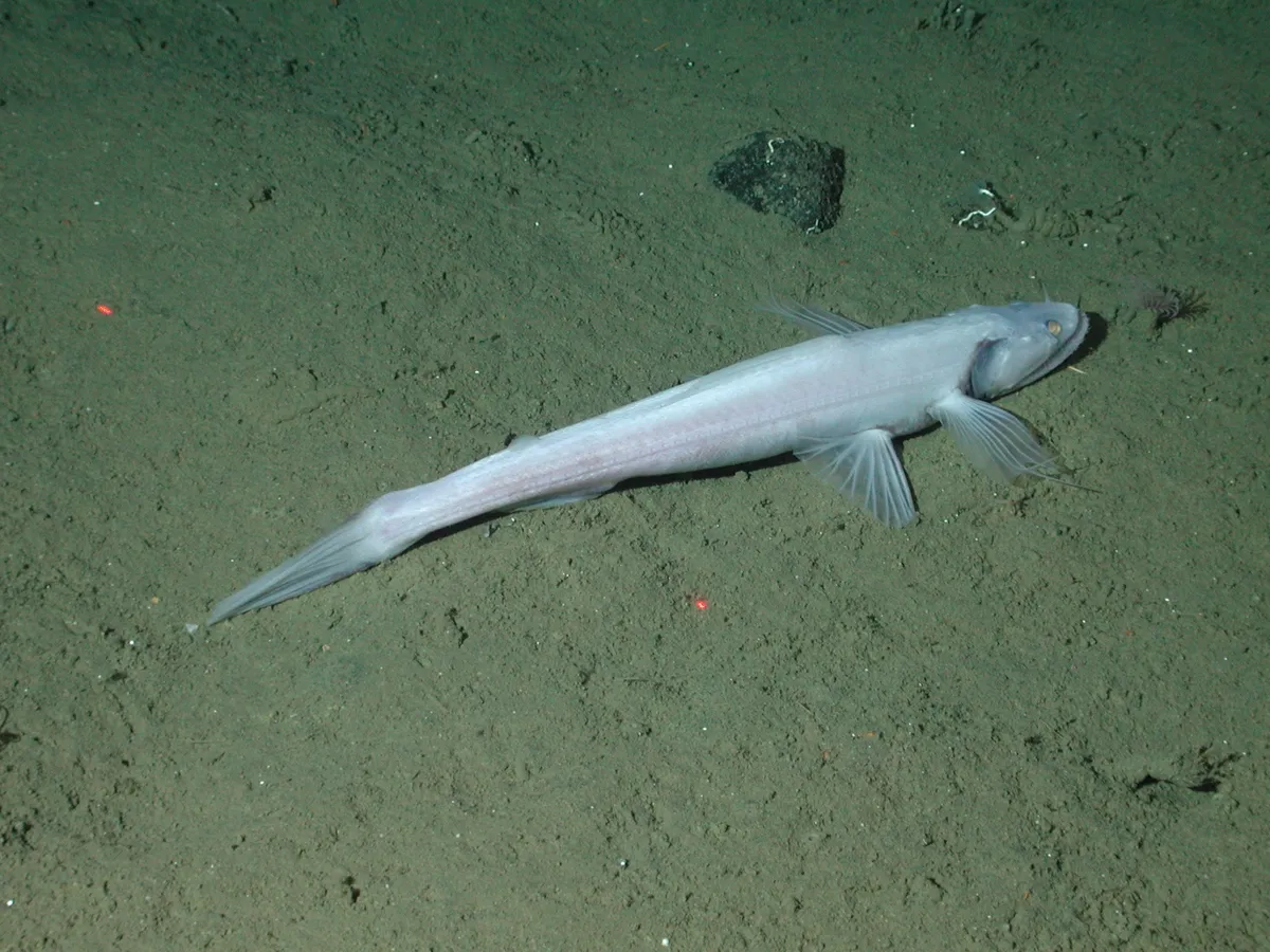 Highfin Lizardfish
