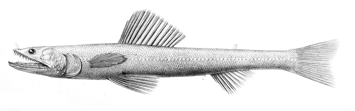 Highfin Lizardfish