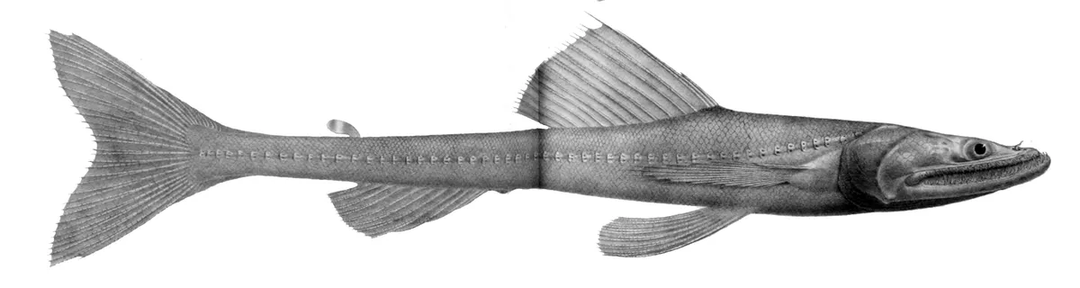 Highfin Lizardfish
