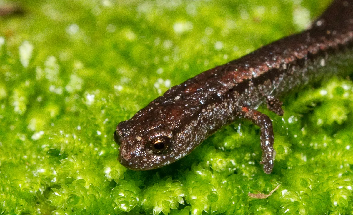 California slender salamander