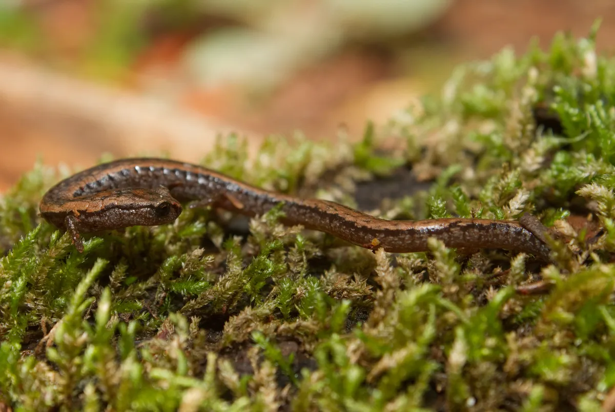 California slender salamander