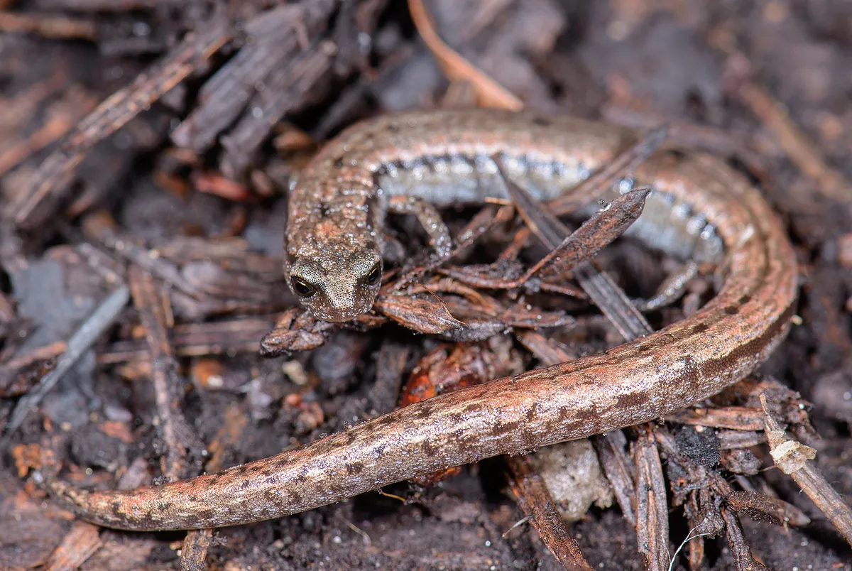 California slender salamander