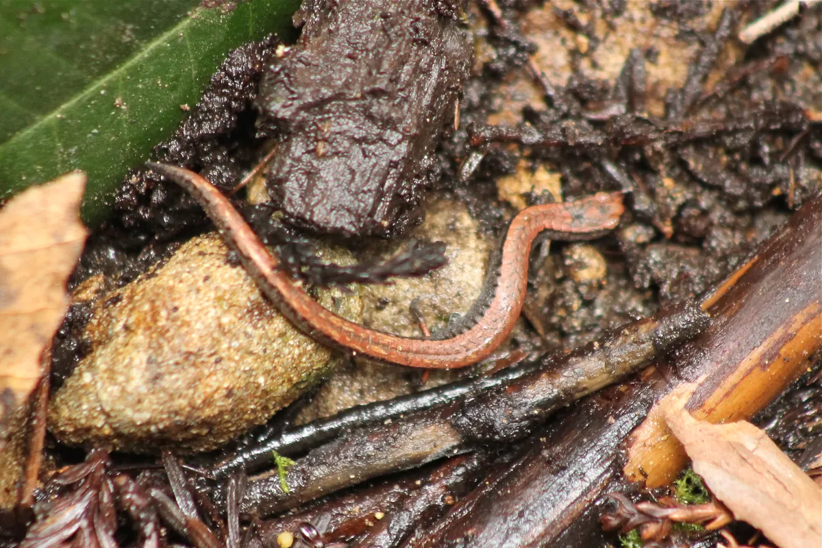 California slender salamander