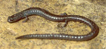 Black-bellied Slender Salamander
