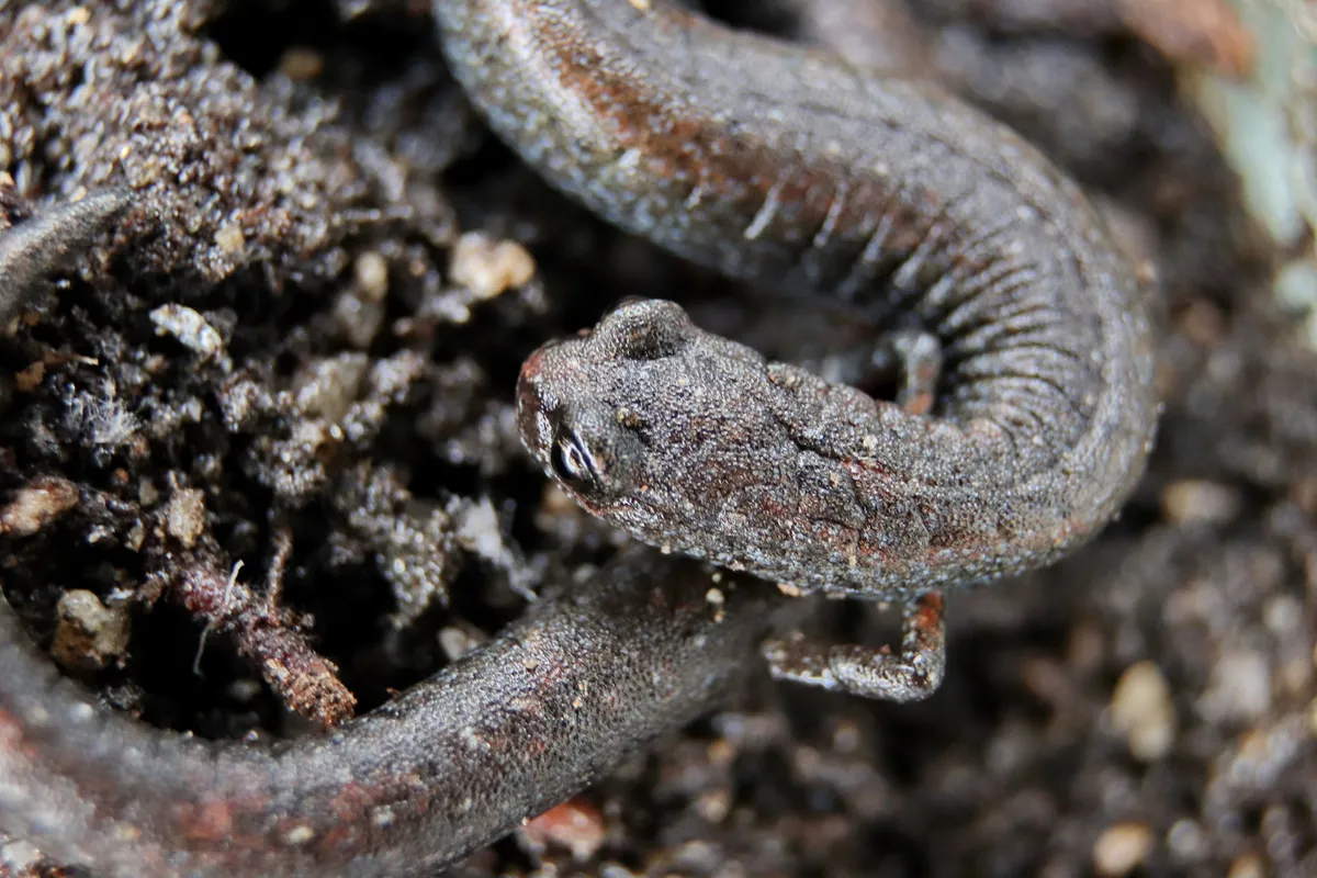 Black-bellied Slender Salamander