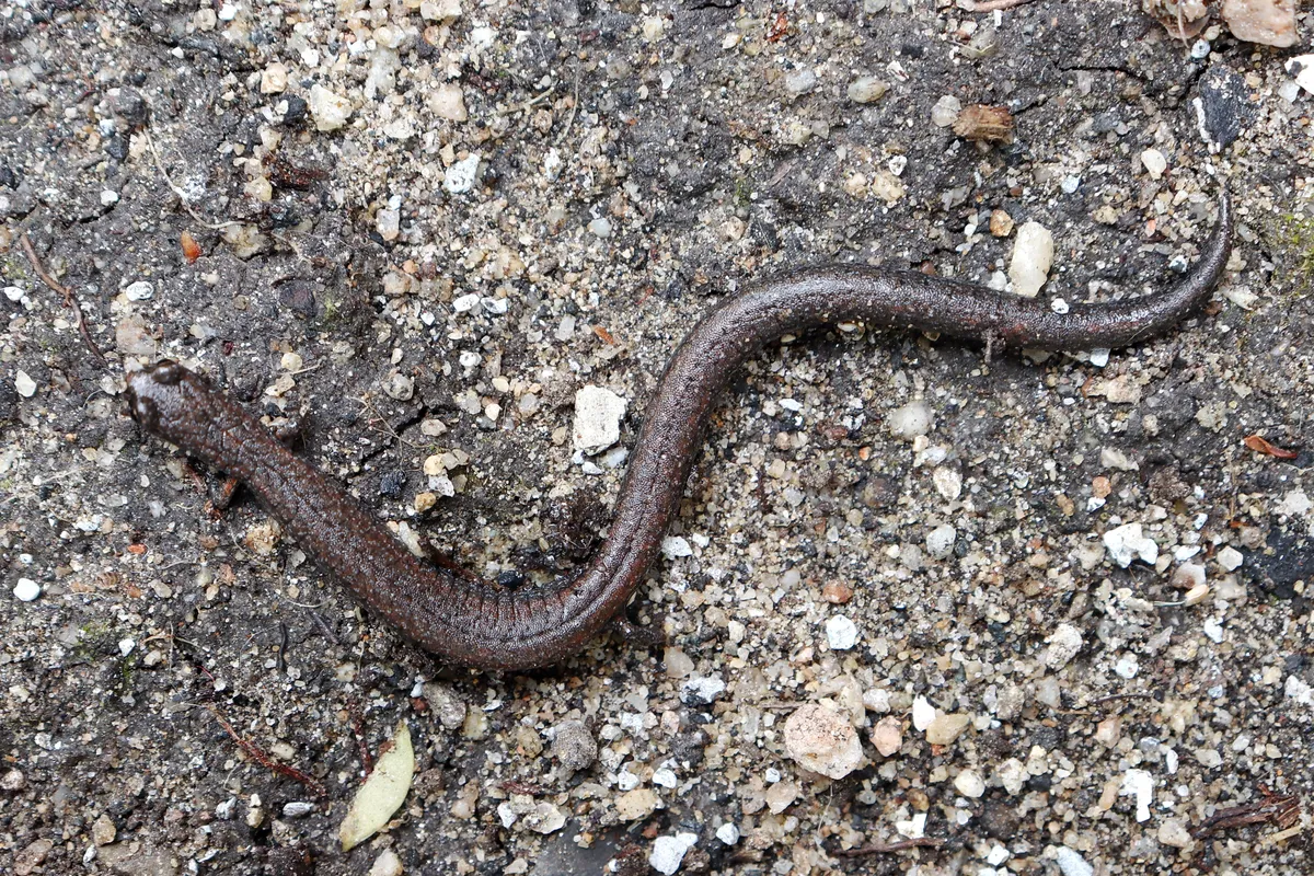 Black-bellied Slender Salamander