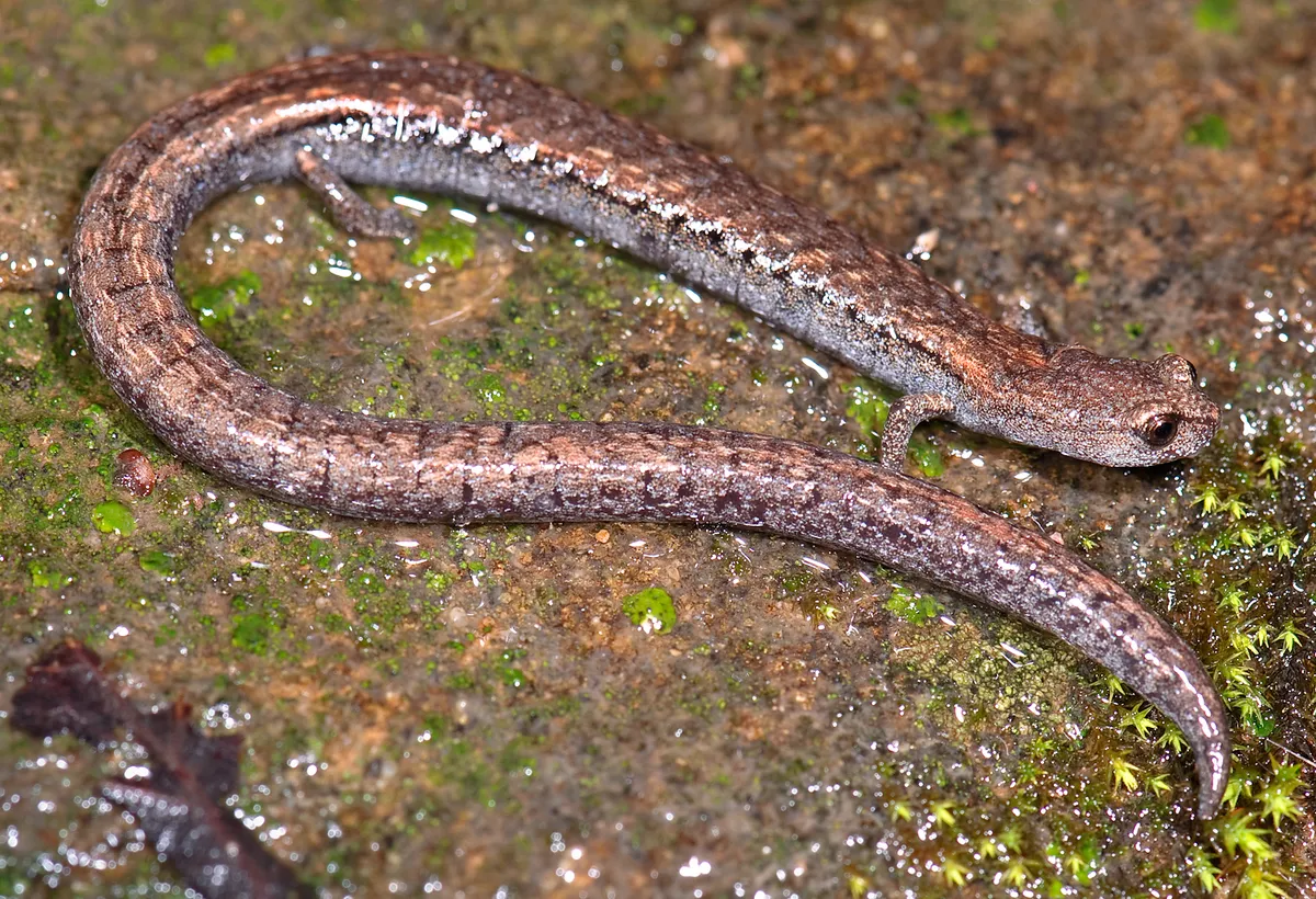 Black-bellied Slender Salamander