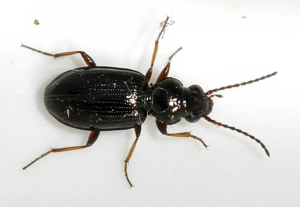 Bembidion lampros
