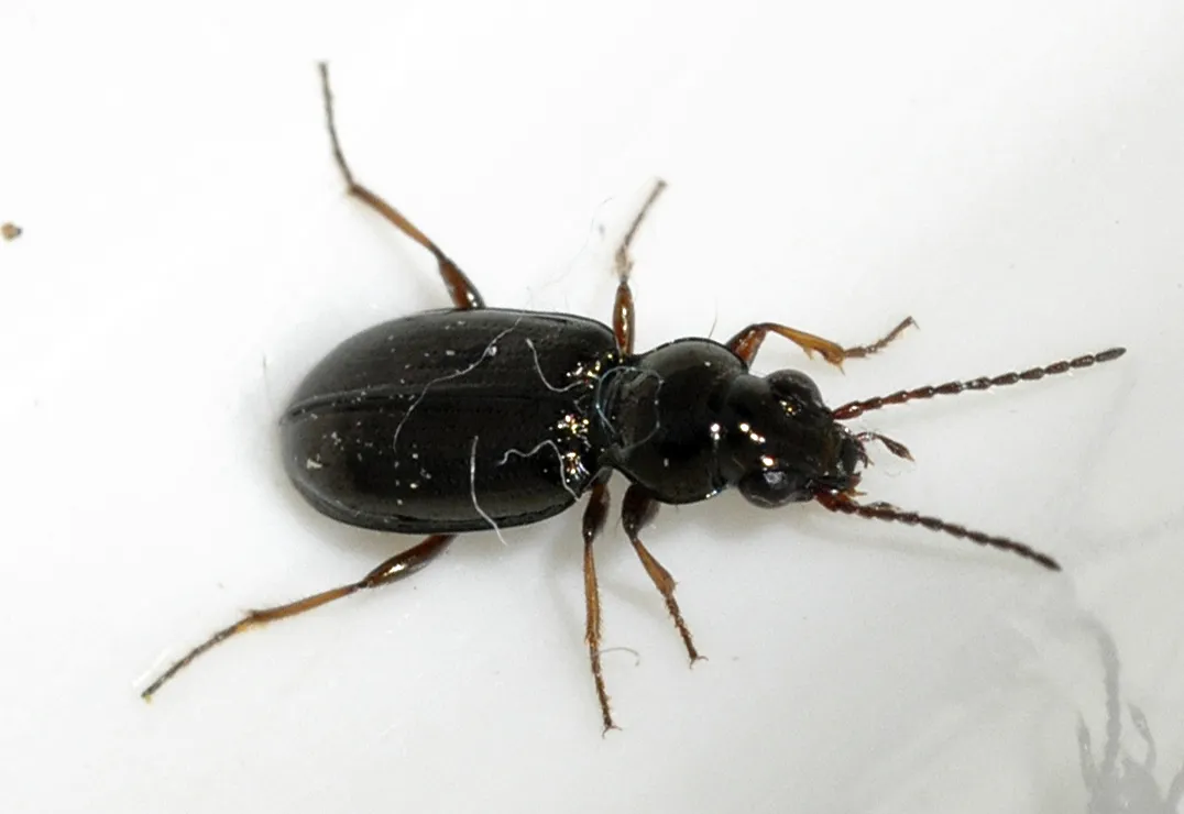 Escarabajo de orilla brillante