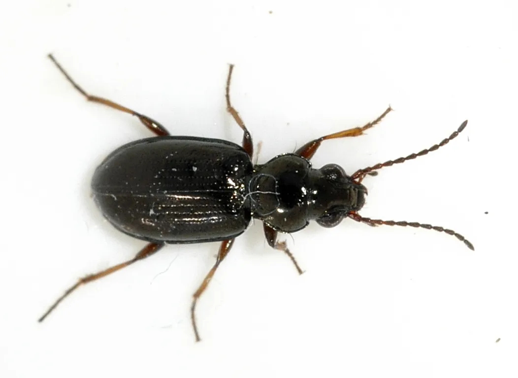 Escarabajo de orilla brillante