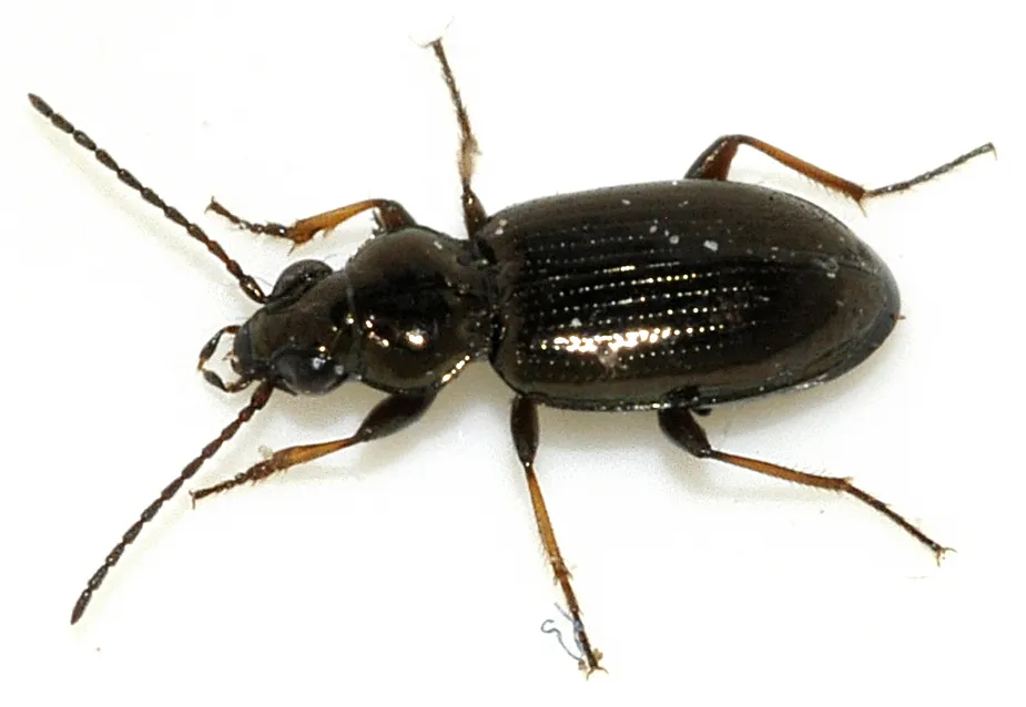 Escarabajo de orilla brillante