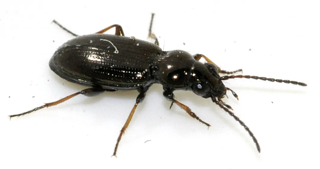 Escarabajo de orilla brillante