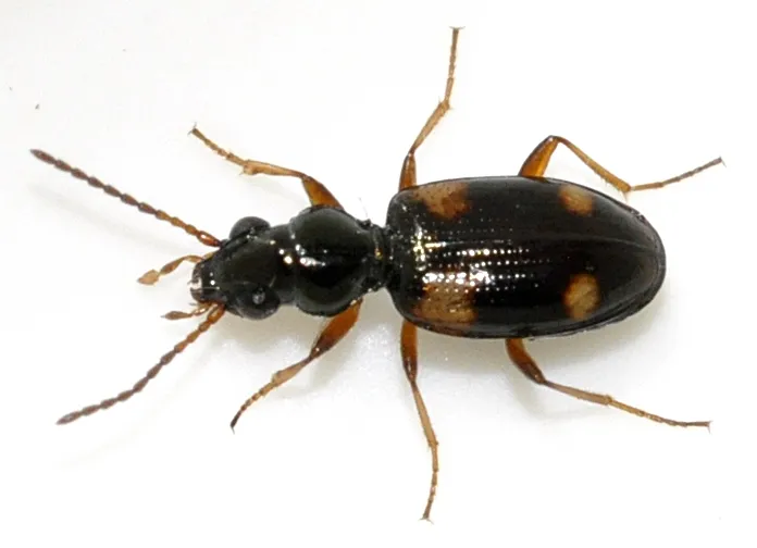 Bembidion quadrimaculatum