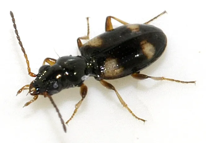 Escarabajo Terrestre de Cuatro Manchas