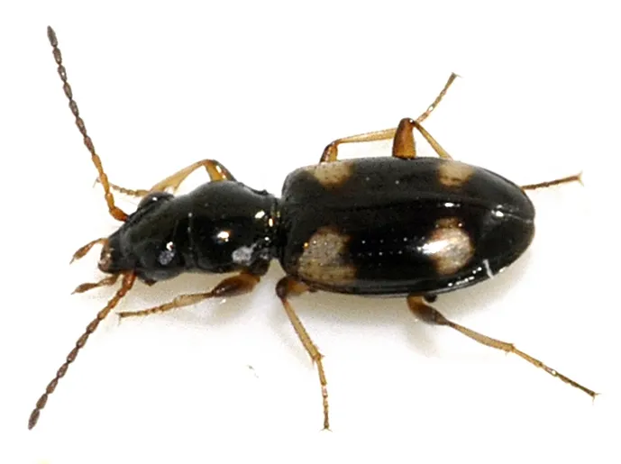Escarabajo Terrestre de Cuatro Manchas