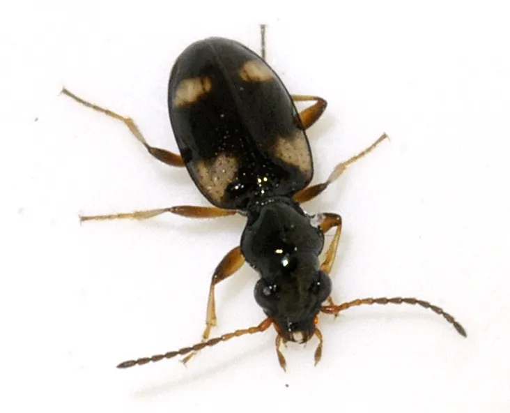 Escarabajo Terrestre de Cuatro Manchas