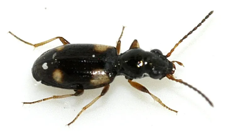 Escarabajo Terrestre de Cuatro Manchas
