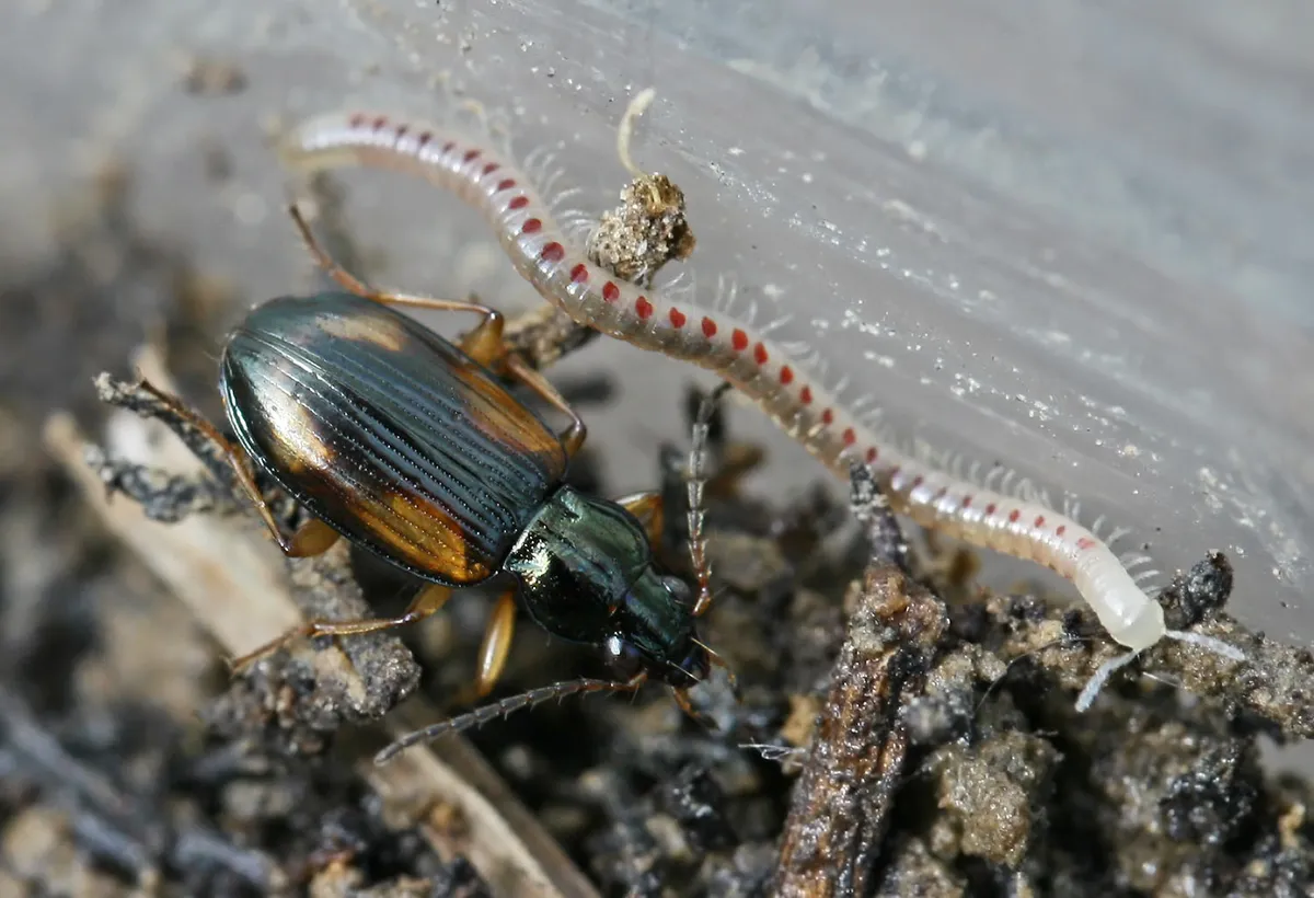 Bembidion tetracolum