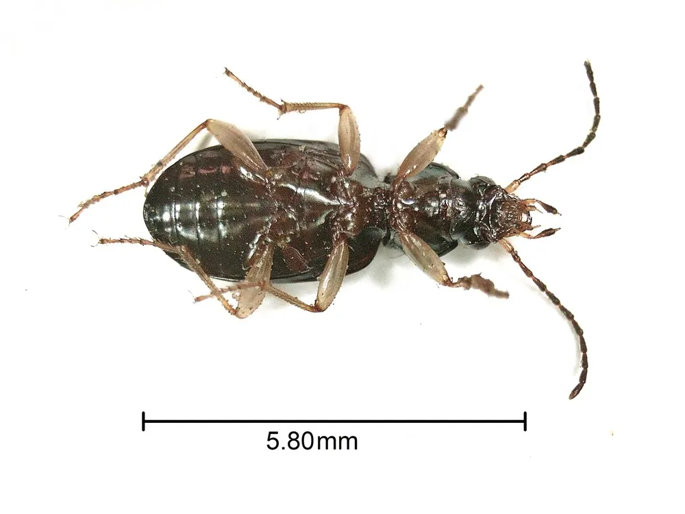 Escarabajo de la orilla del río Sena