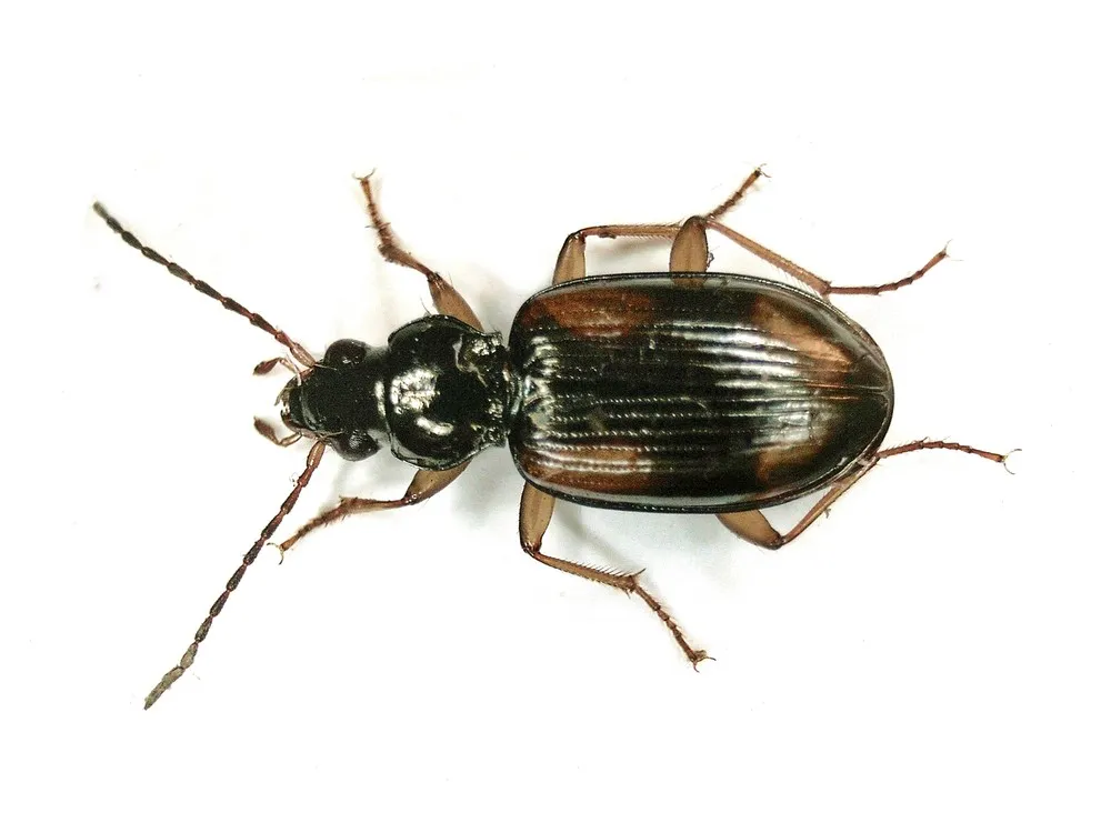 Escarabajo de la orilla del río Sena