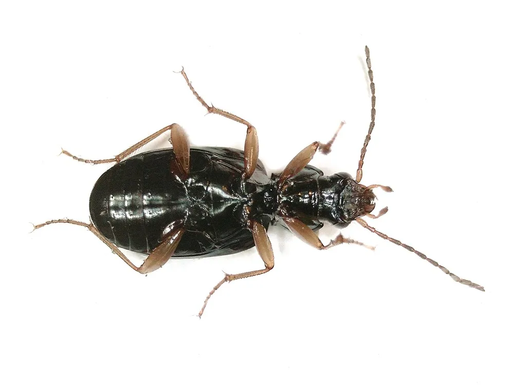 Escarabajo de la orilla del río Sena