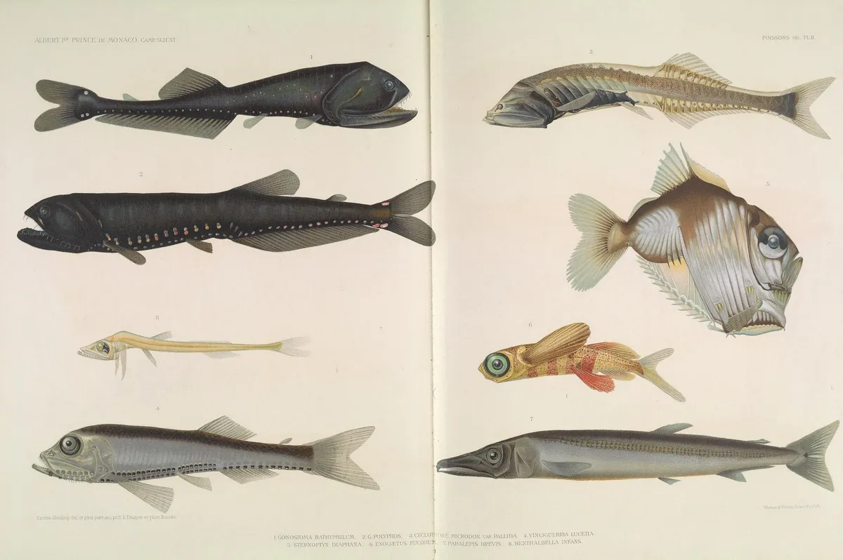 Pez Ojoperlado de Zugmayer