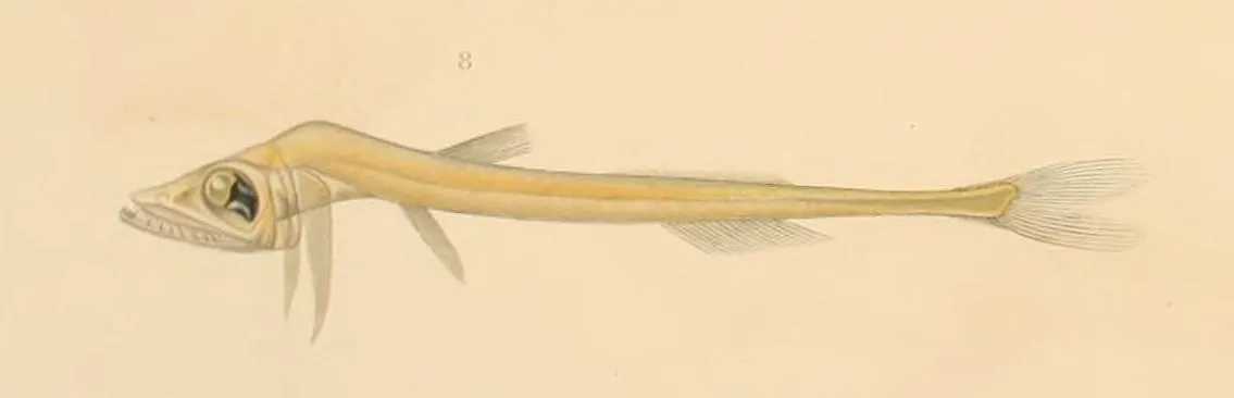 Benthalbella macropinna