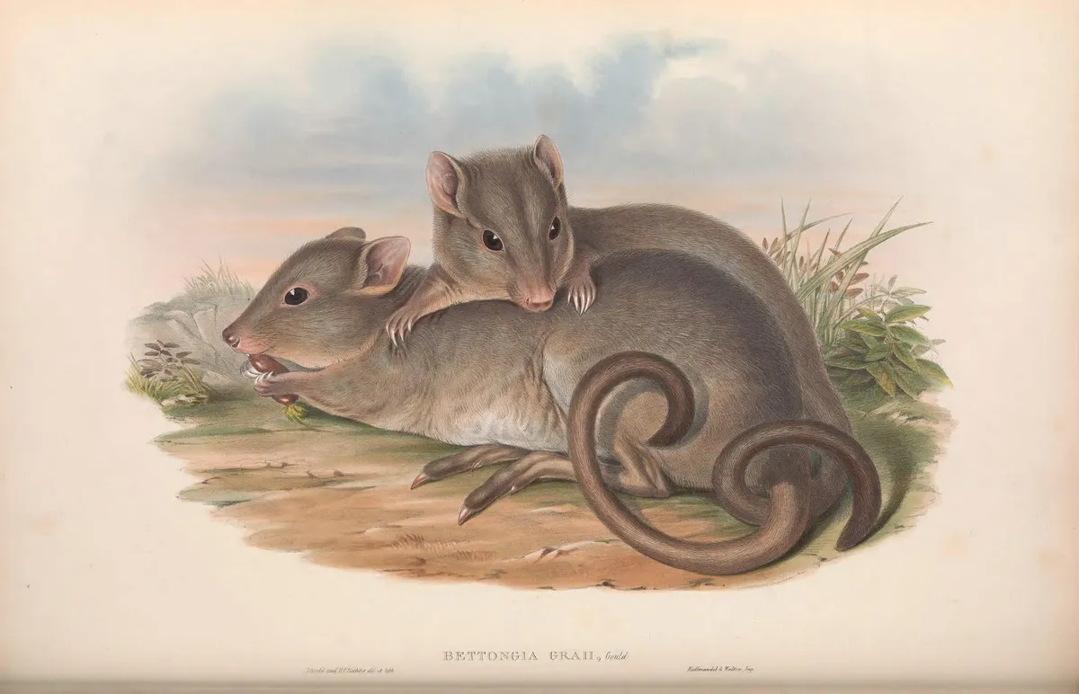 Bettongia lesueur