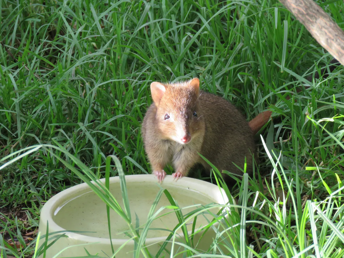 Betón de Cola Cepillada