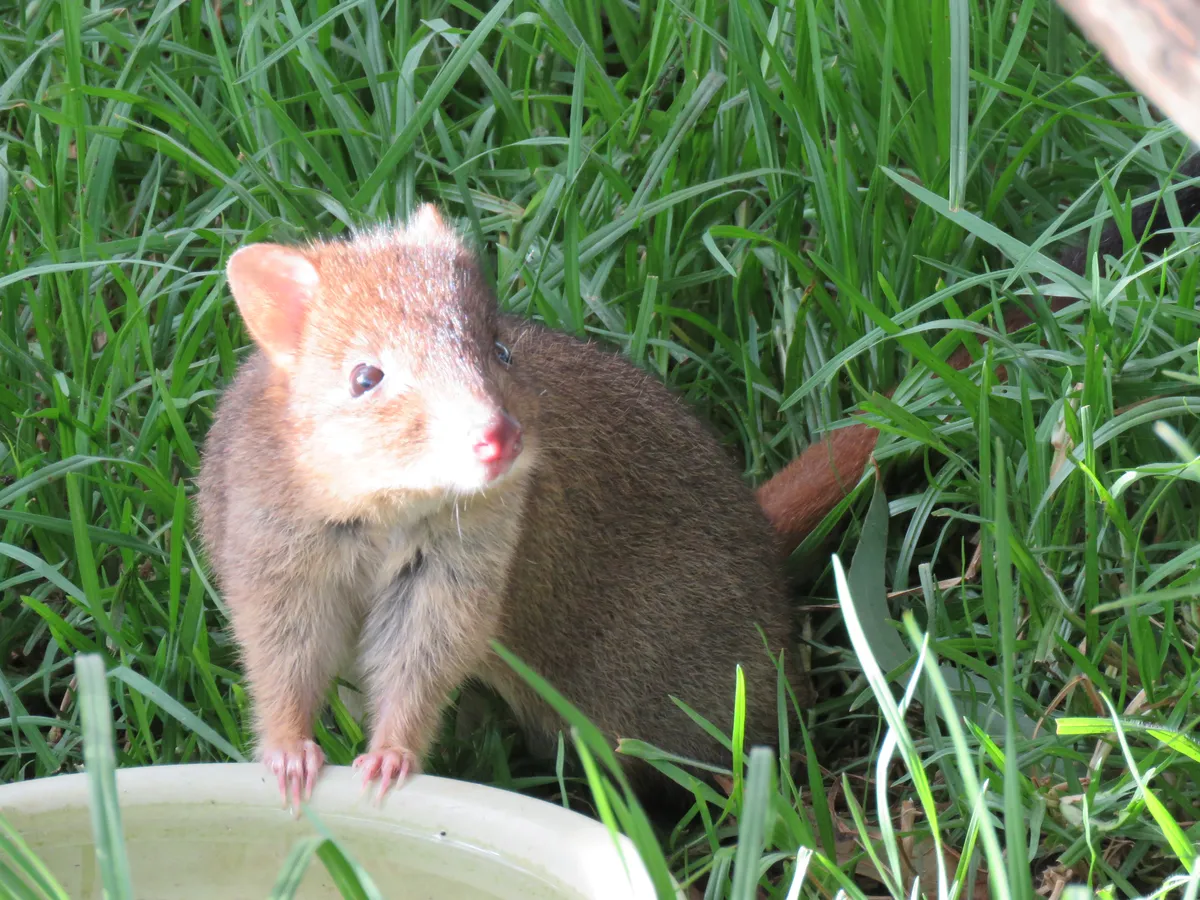 Betón de Cola Cepillada