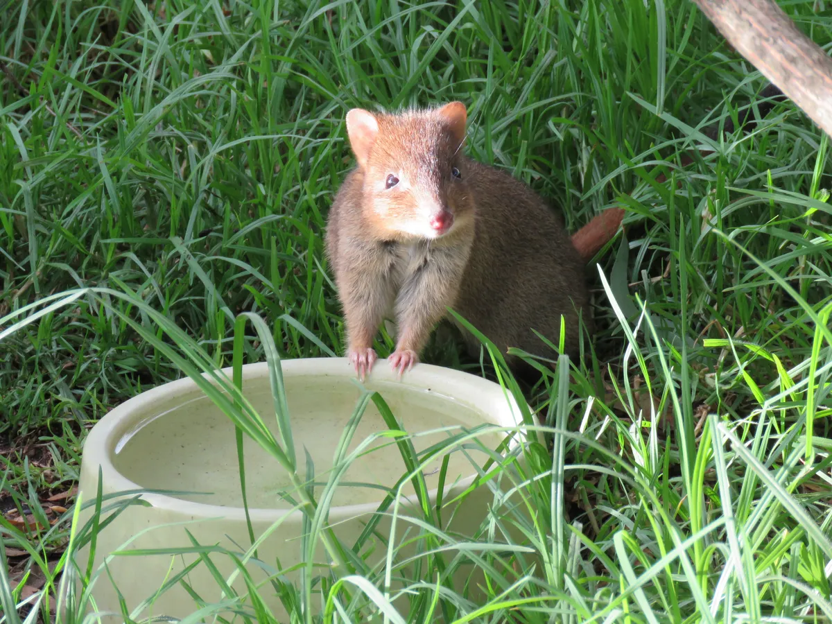 Betón de Cola Cepillada