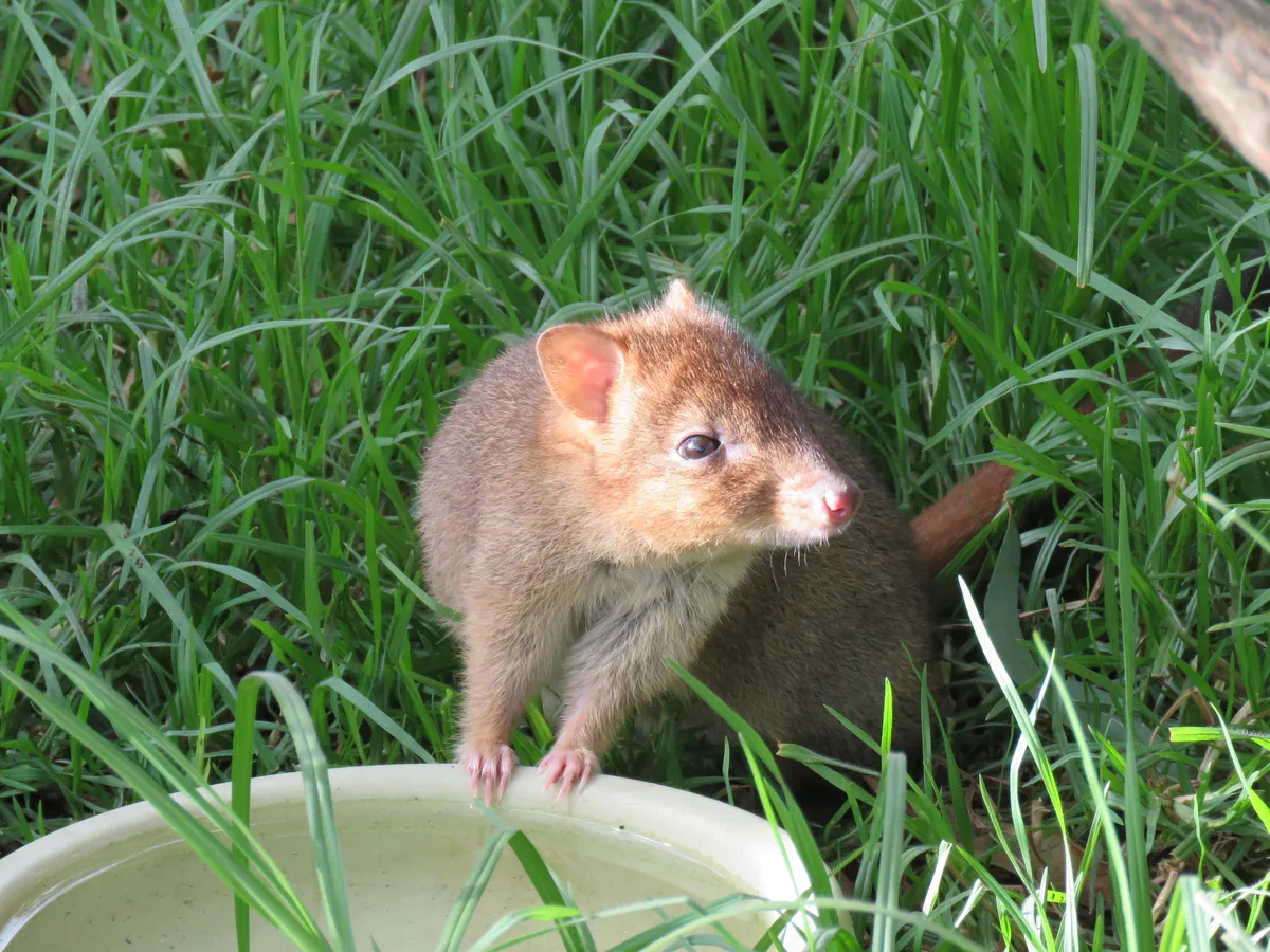 Betón de Cola Cepillada