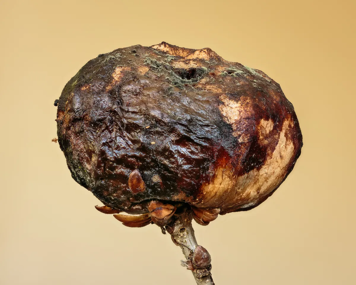 Avispa de Agallas de Roble