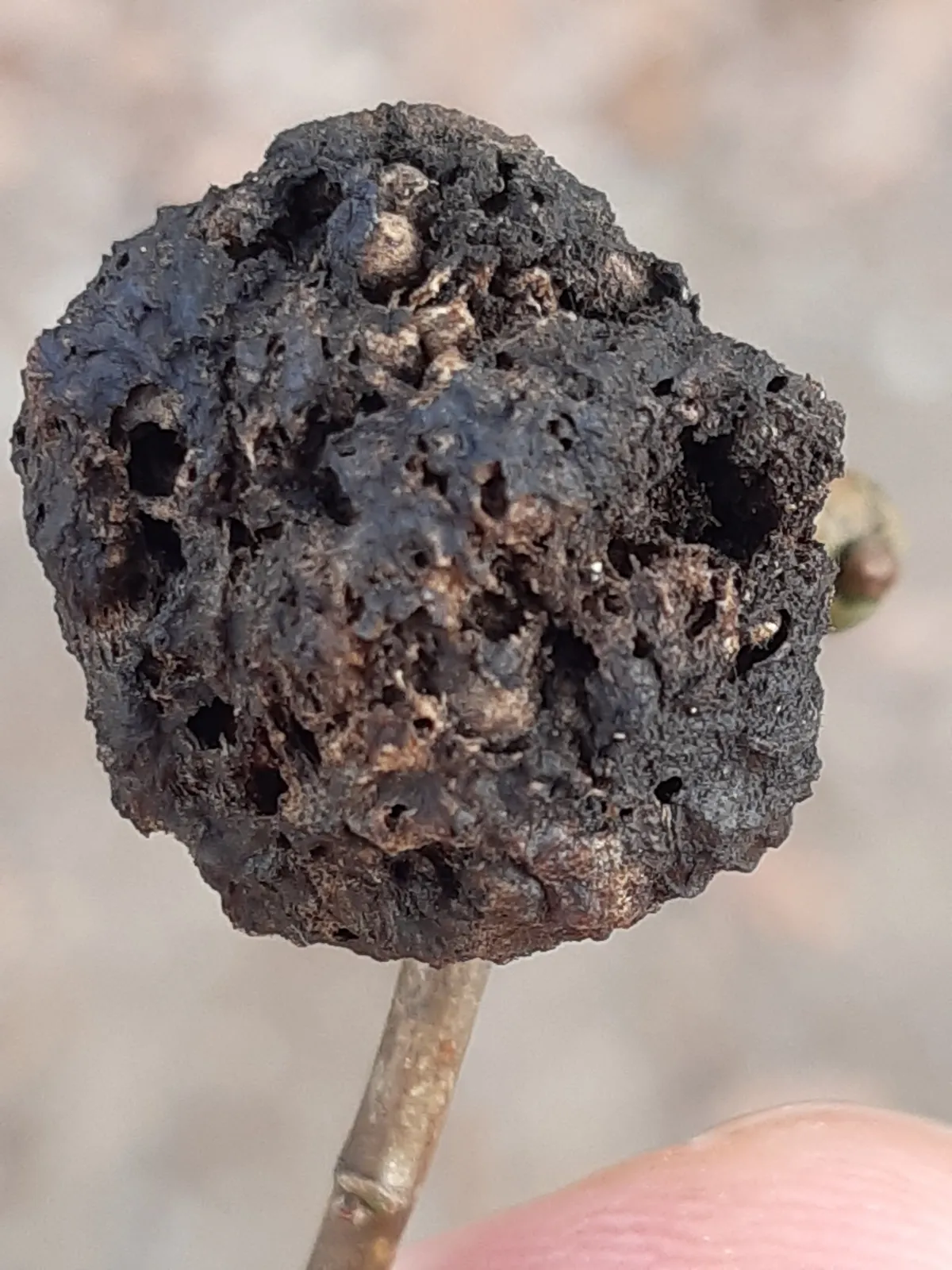 Avispa de Agallas de Roble