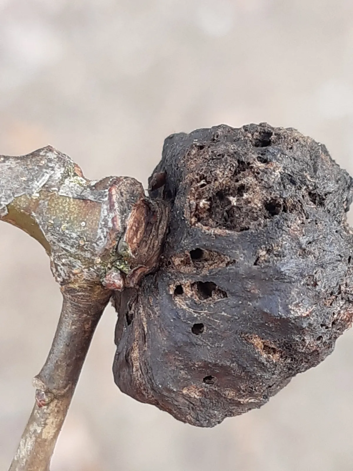 Avispa de Agallas de Roble