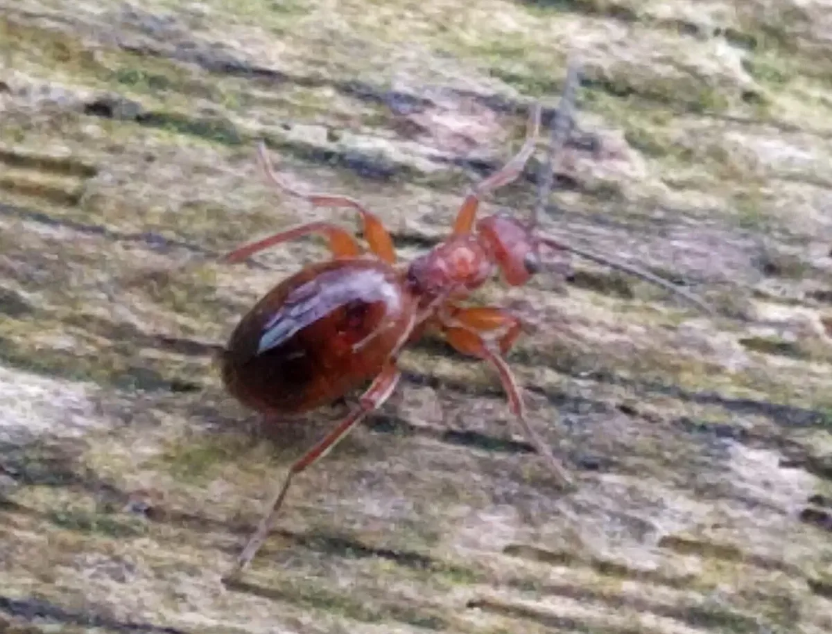 Avispa de Agallas de Roble