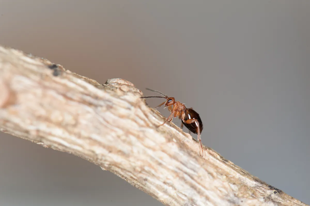 Avispa de Agallas de Roble